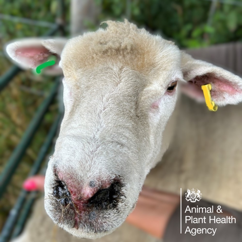 Sheep with nasal discharge and crusting